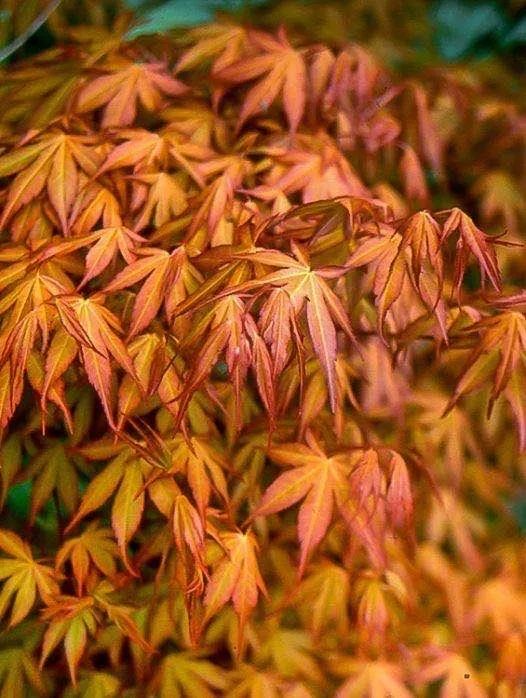 日本枫 桂 katsura,又名金贵卡苏,黄金枫