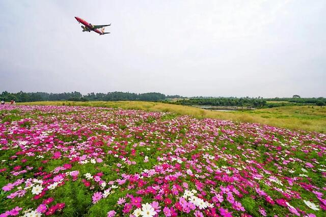 双流空港花田