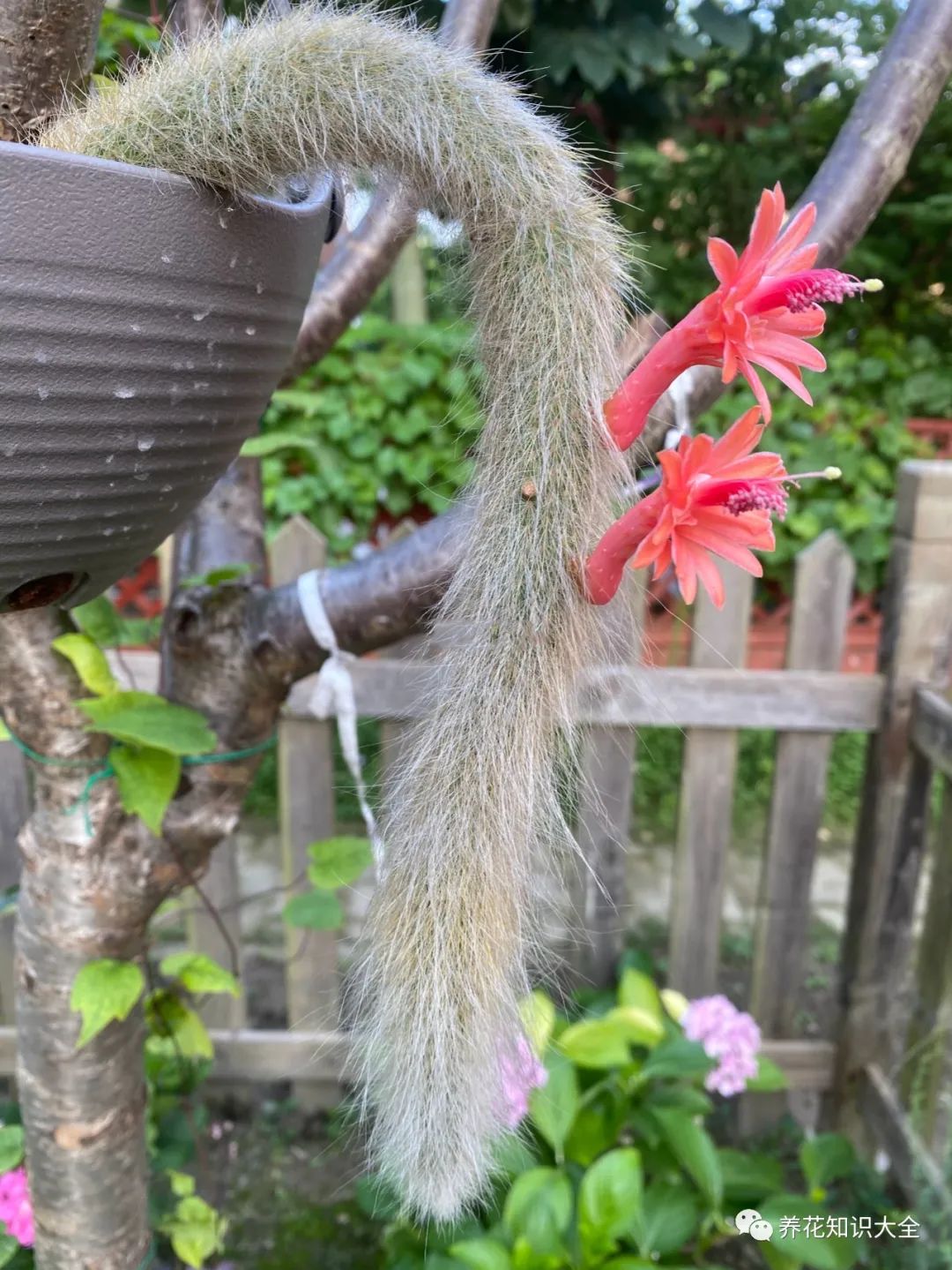 这花长得像猴尾巴,一条尾巴就能开几十朵,超美又好养