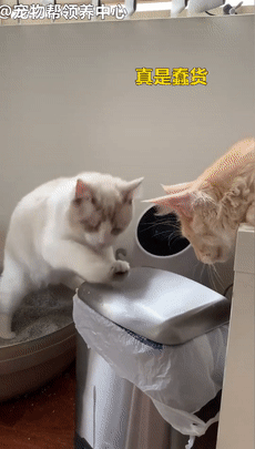 布偶猫一脸懊恼,对垃圾桶埋屎,橘猫:真是猫界耻辱