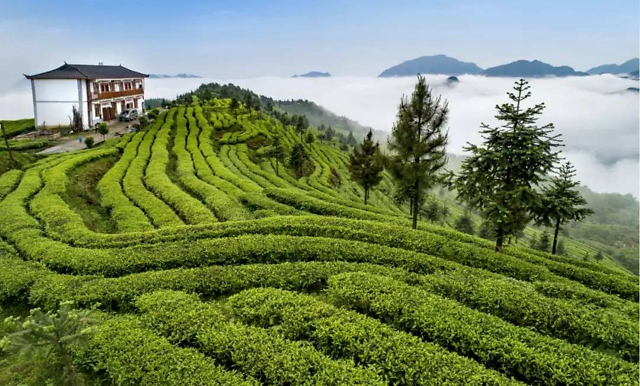 都匀螺丝壳茶山