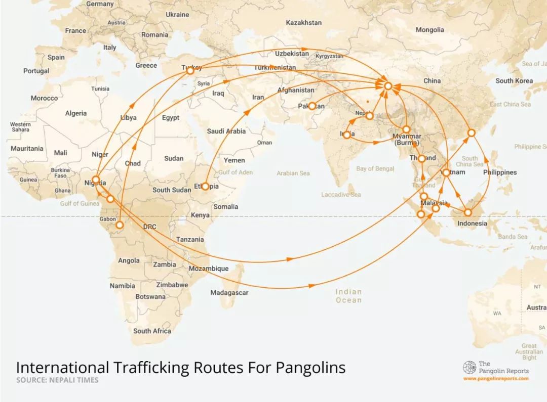 调查记者自述：全世界的穿山甲都在销往中国
