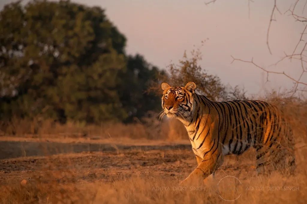 印度夫妻买下140000㎡荒地，倾家荡产就为了活命