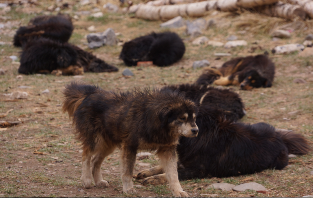 藏獒经济后遗症：当流浪狗多到开始伤人该怎么办