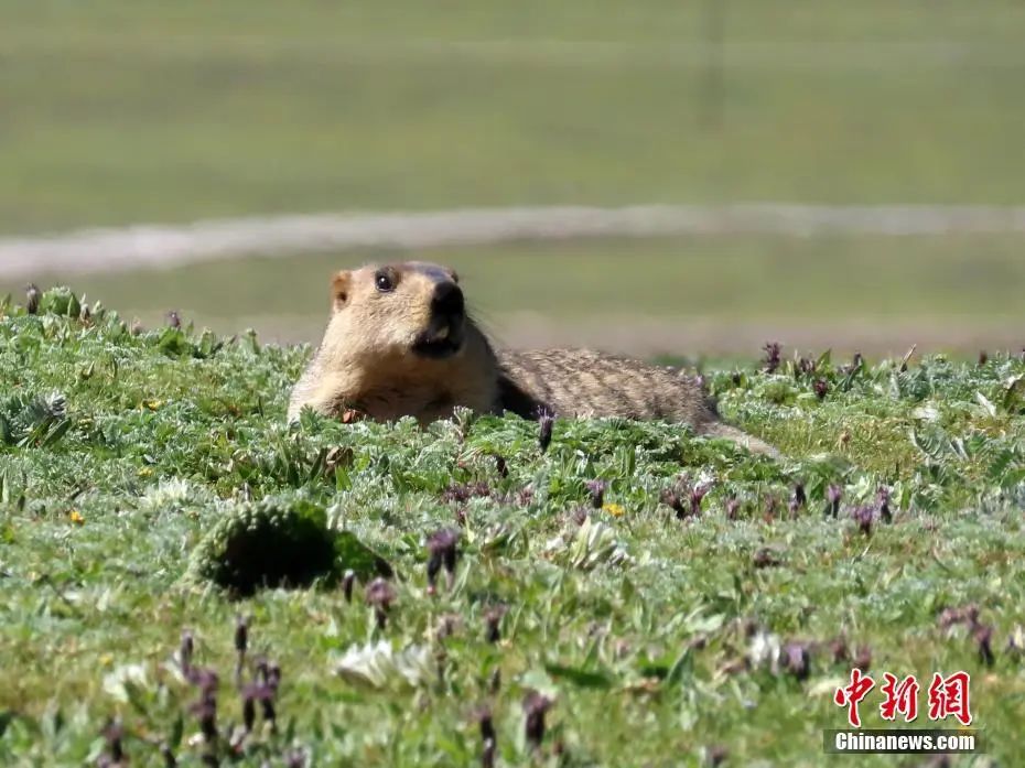 内蒙古发布鼠疫Ⅲ级预警！鼠疫离我们有多远？