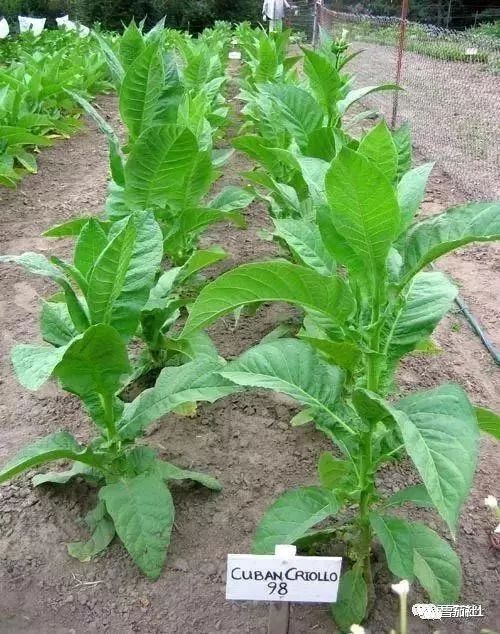 探秘古巴雪茄茄芯和茄衣烟叶品种 让您秒成雪茄资深人士