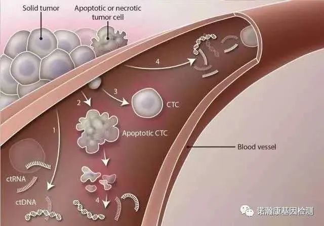 筛检测方案 成年女性检测项目 ctdna,afp,cea,ca125,ca199,cyfra21-1