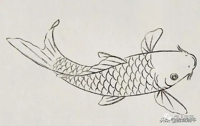 书画联盟丨画鱼之工笔画法的渲染技法