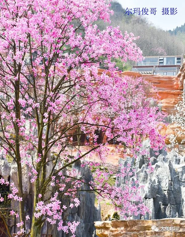 3月四川北川药王谷,辛夷花雨.