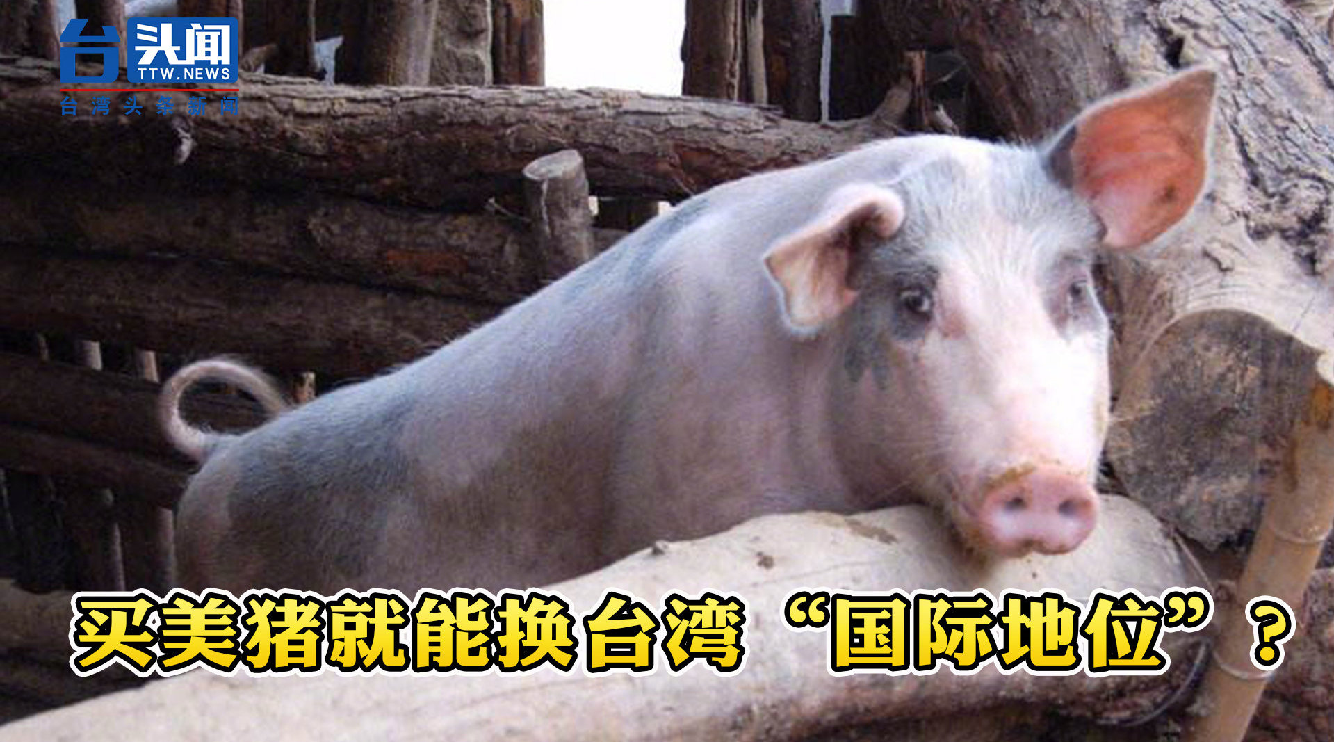 独不择路民进党竟称开放美猪进口可换台湾国际地位