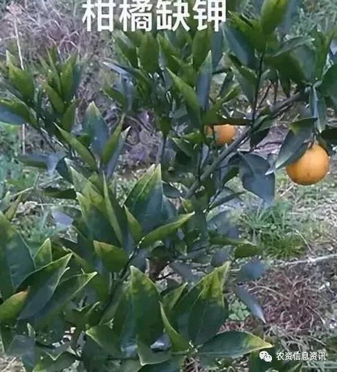 四,柑橘缺钙