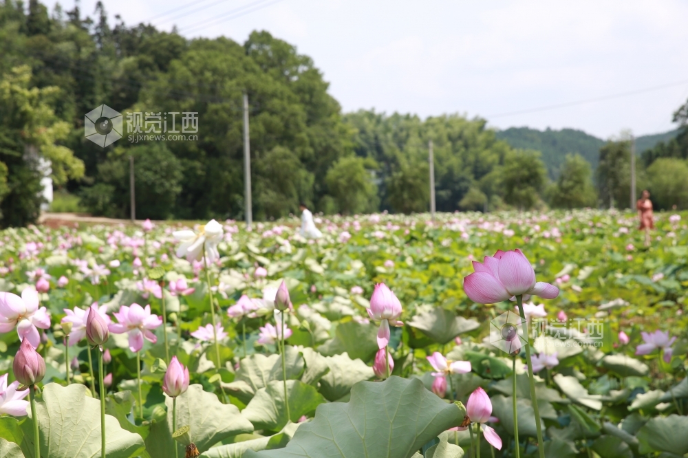 7月2日,在峡江县砚溪镇虹桥村委新建村池塘里的荷花陆续盛开,为美丽