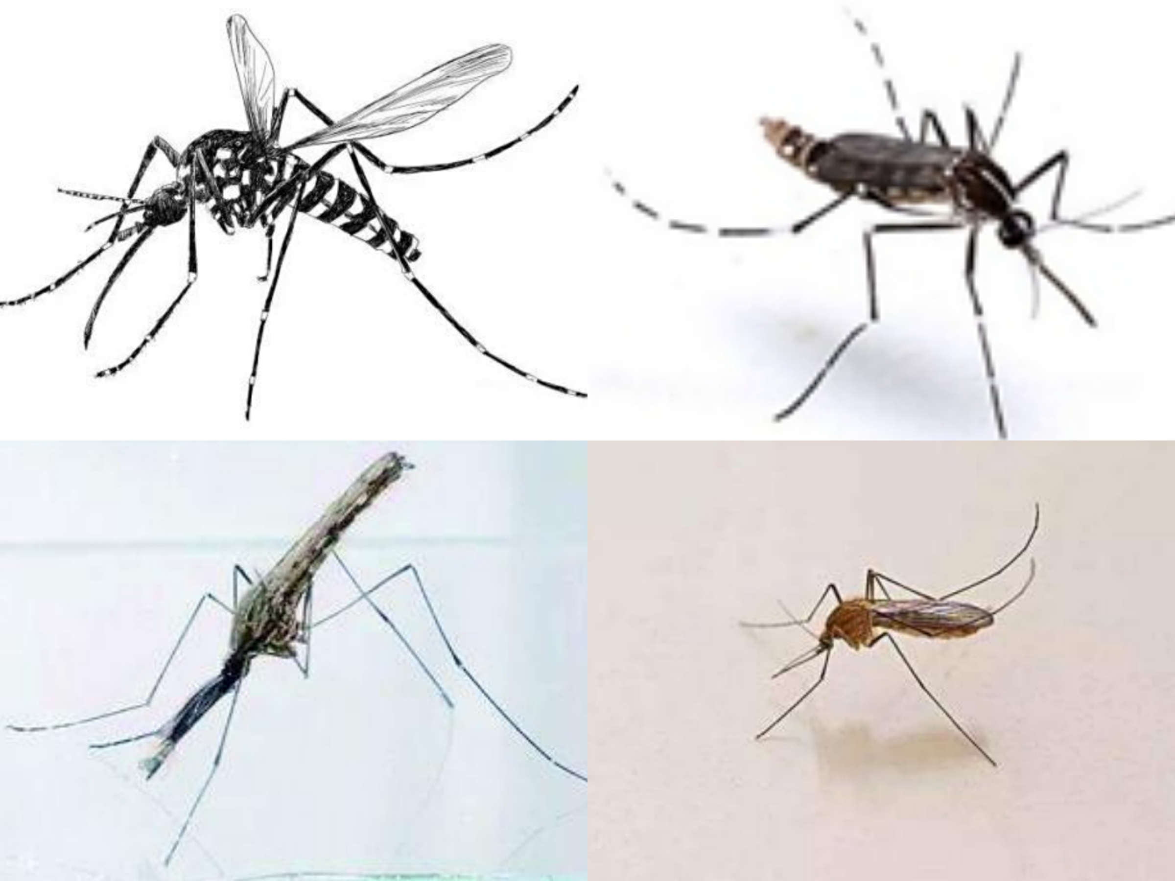 糖友更招蚊子?家蝇能否传播新冠病毒?爱国卫生运动"四害"防控90问发布