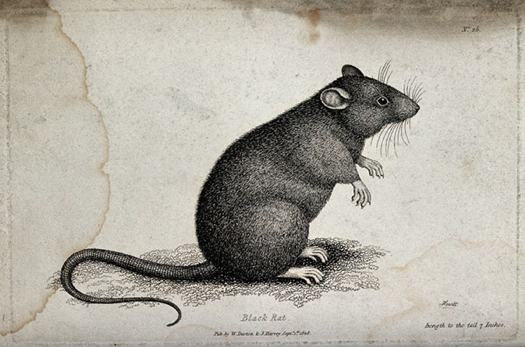 重塑人类历史的鼠疫，到底来自哪里｜大象公会