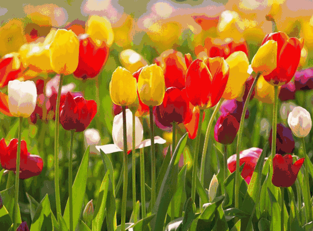 园内郁金香,洋水仙,风信子, 美人梅,海棠花,紫玉兰等 春花竞相张开