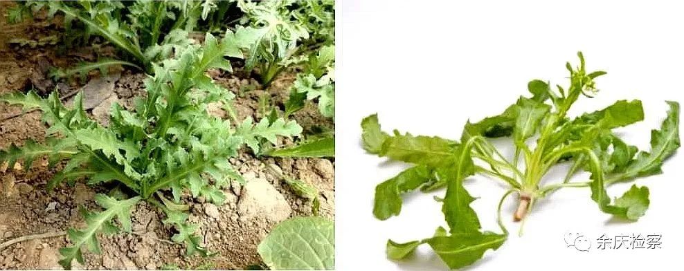 毕节男子种100多株罂粟,还自制鸦片吸食!