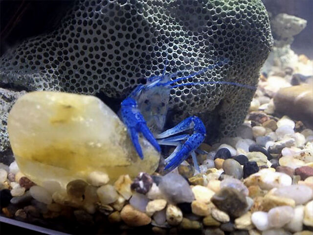 蓝色系入门鳌虾,另类生态缸,照样好玩