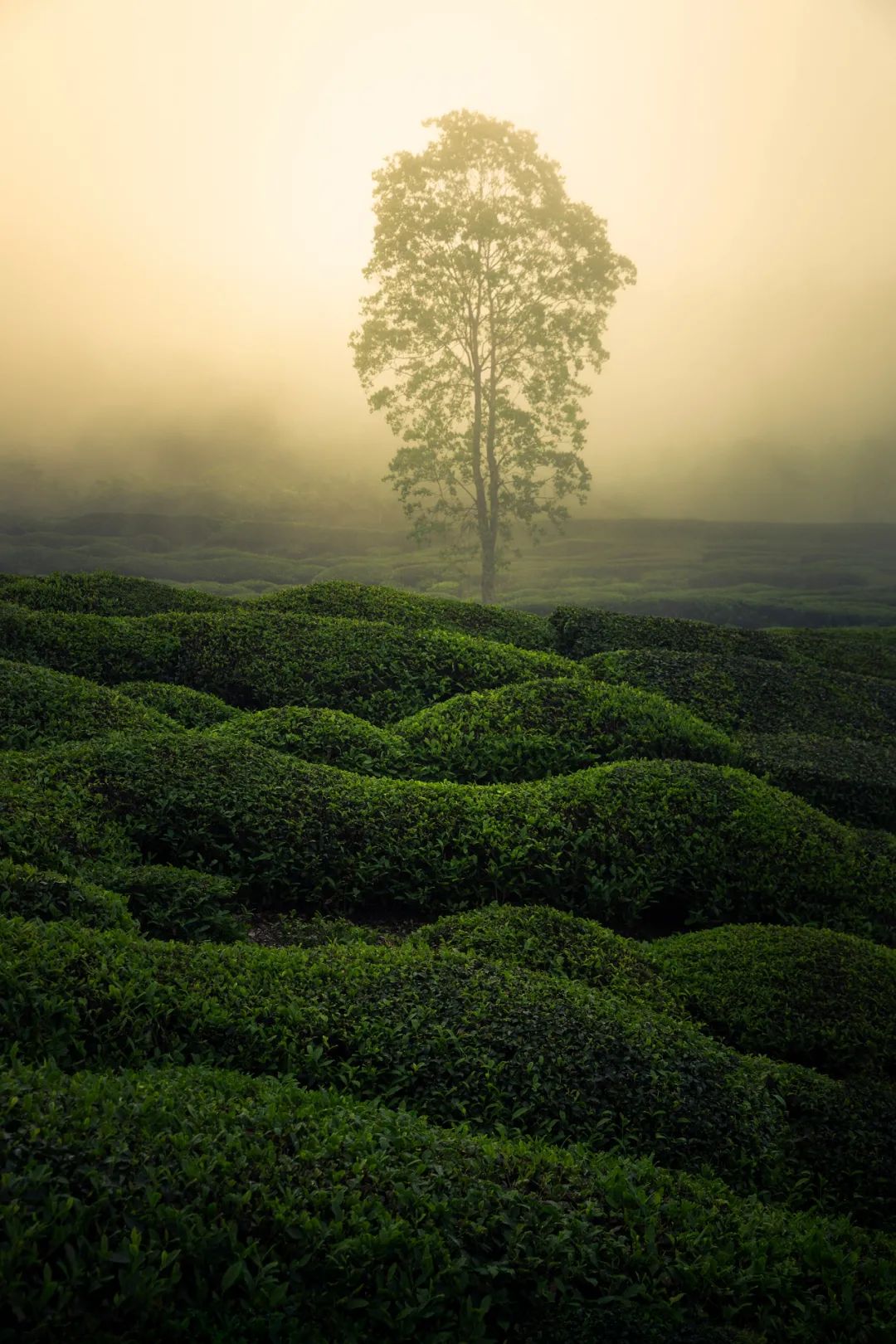 为什么中年人对各种茶欲罢不能