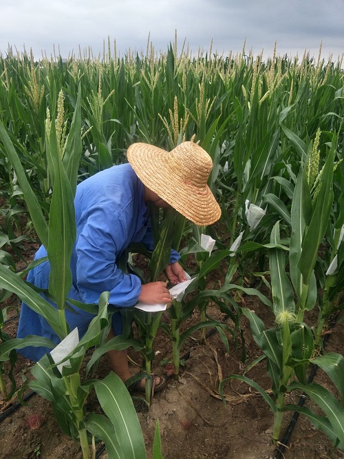 科研人员在田间进行玉米人工授粉.生物所供图