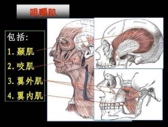 咀嚼肌群包含咬肌,颞肌,翼外肌和翼内肌.