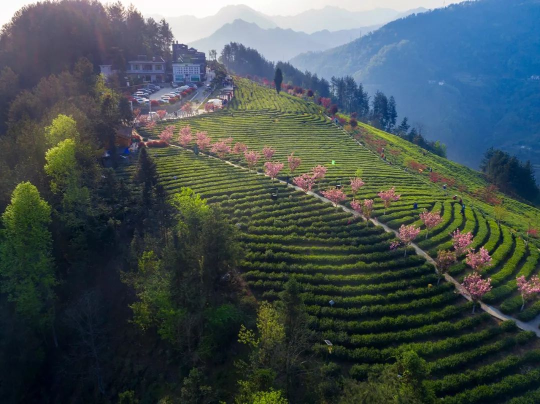 紫阳茶山,富硒茶原产地.