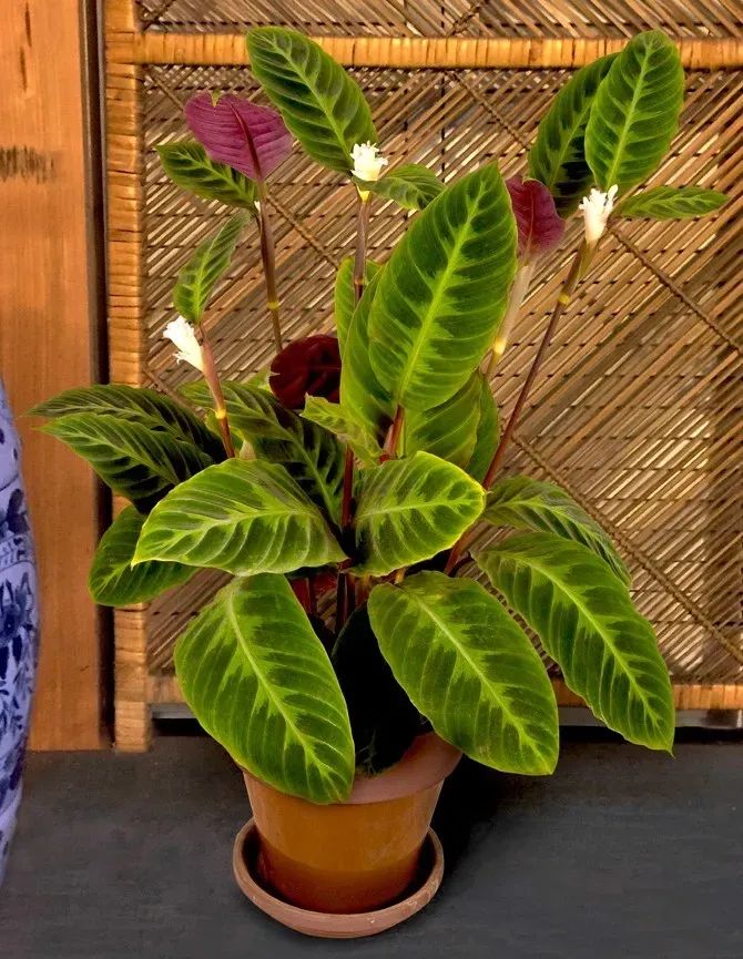 都把观赏竹芋养成观叶植物,除了斑斓的叶子,它还能开可爱的小花