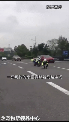 橘猫受惊趴,在马路上不敢动弹,交警蜀黍:摸摸头,不怕