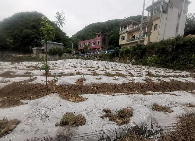 惠水县羡塘镇:石旮旯里念好"致富经" 产业扶贫走出新路子
