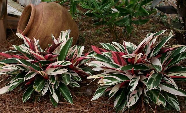 观赏竹芋大家族里,七彩竹芋常被用作绿化,叶子多彩,值得养一盆