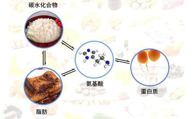 碳水vs脂肪哪个更容易让你发胖