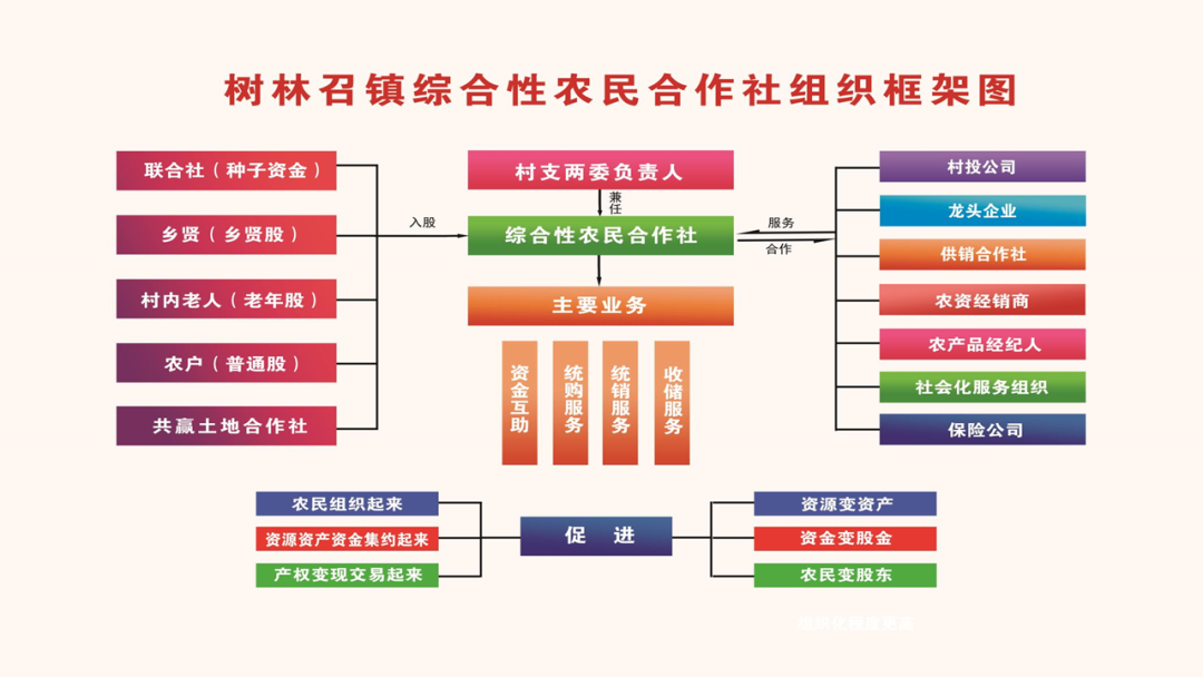 树林召镇综合性农民合作社组织框架图