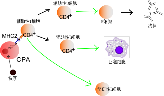 小小的抗体，如何承担起保护我们的重任