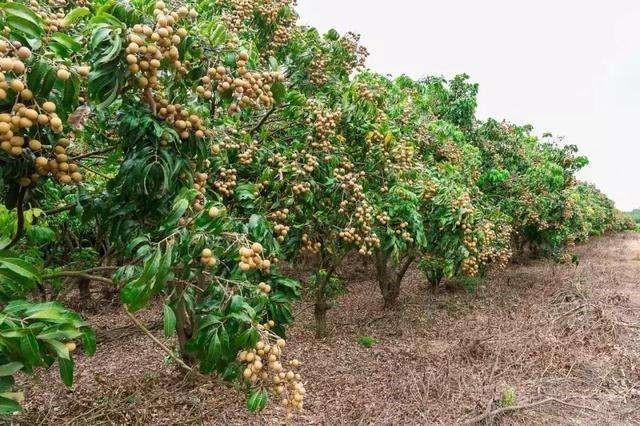 如何判断龙眼树每个生长时期│龙眼种植技术