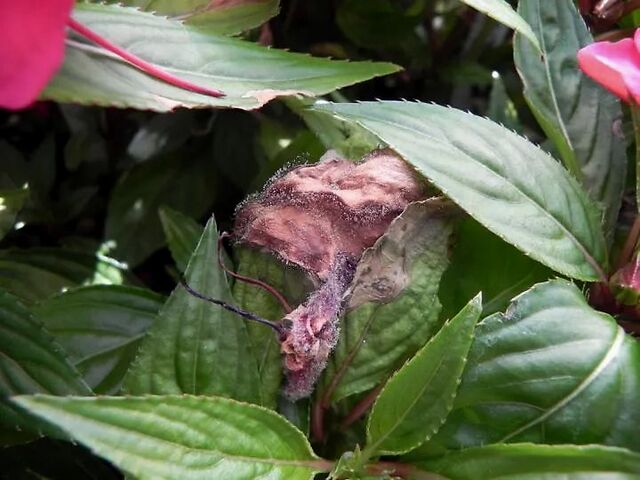 植物花卉常见的几种真菌病害是怎么滋生的,要怎么防治