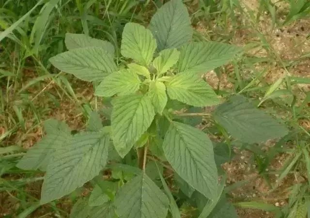 宝盖草,野老鹳草,泥胡菜,通泉草,大巢菜,空心莲子草,铁苋菜,龙葵