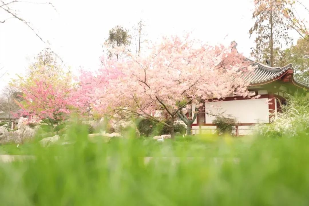 武汉樱花纵情绽放 这是春天的味道