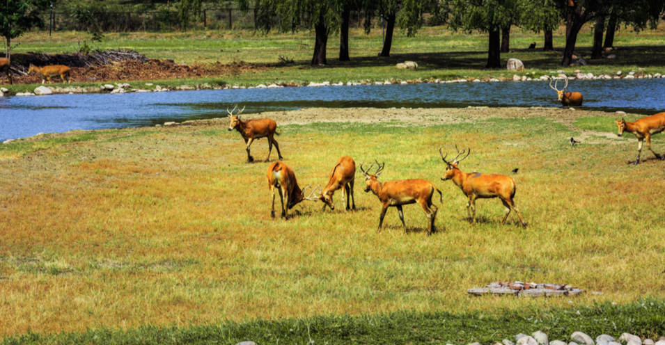 这是真的北京“六环里独一份儿”（最新发布）