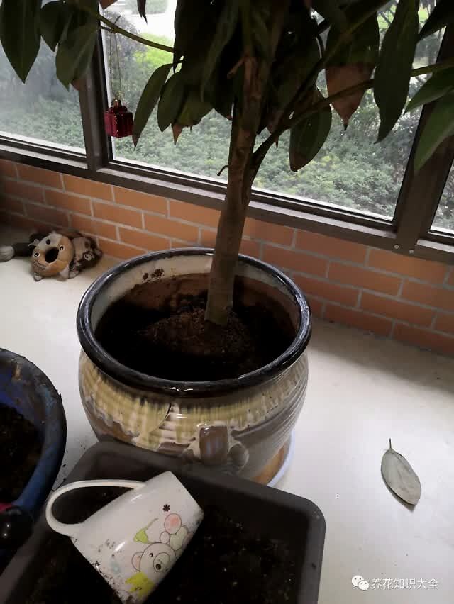 糖水吸引小黑飞_杀小黑飞特效药_冬天花花进屋后有小黑飞