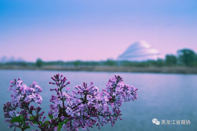 五月的鲜花，开遍龙江大地