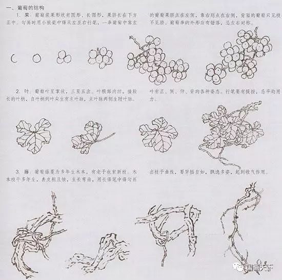 书画鉴赏丨写意花鸟临本国画葡萄画法葡萄的绘画技法