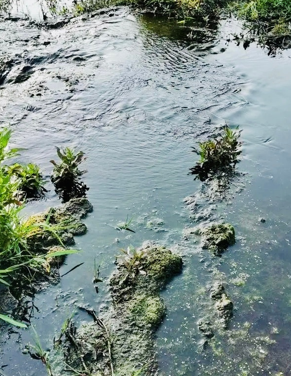 河南牧原一养殖场将污水直排耕地河流,造成严重污染