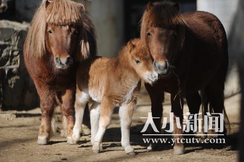 烟台动物园一匹英国矮马顺利产下一匹小矮马__凤凰网