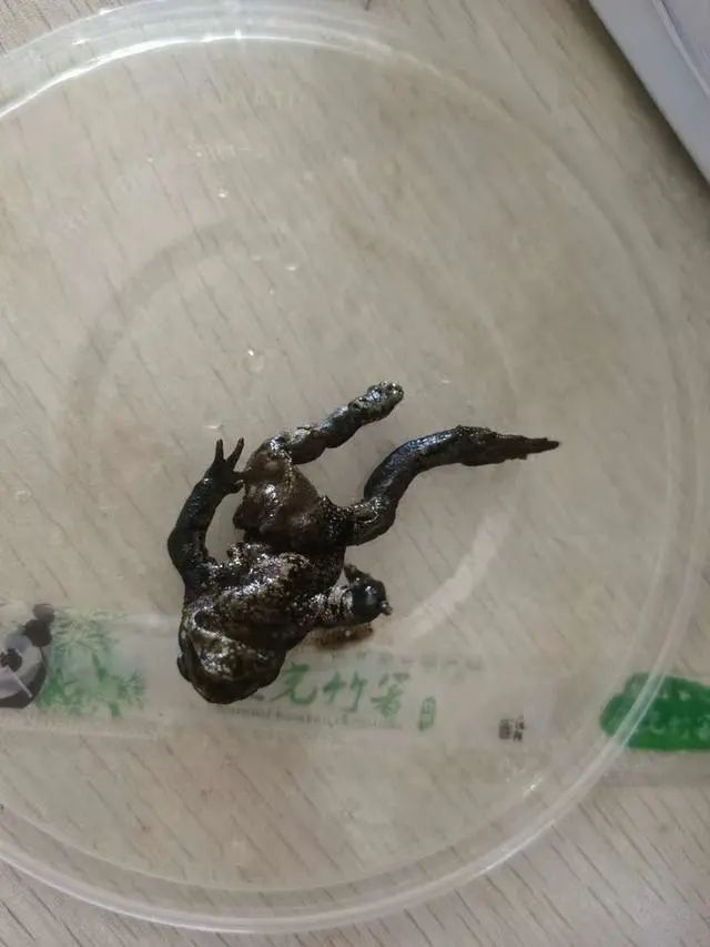 到的小应发了微博,还@博物杂志,经辨认,这黑乎乎的家伙,是一只蟾蜍!
