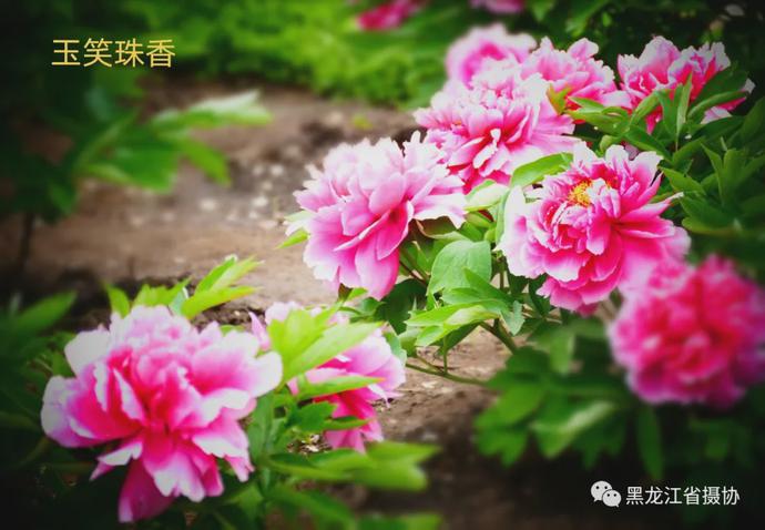 五月的鲜花，开遍龙江大地