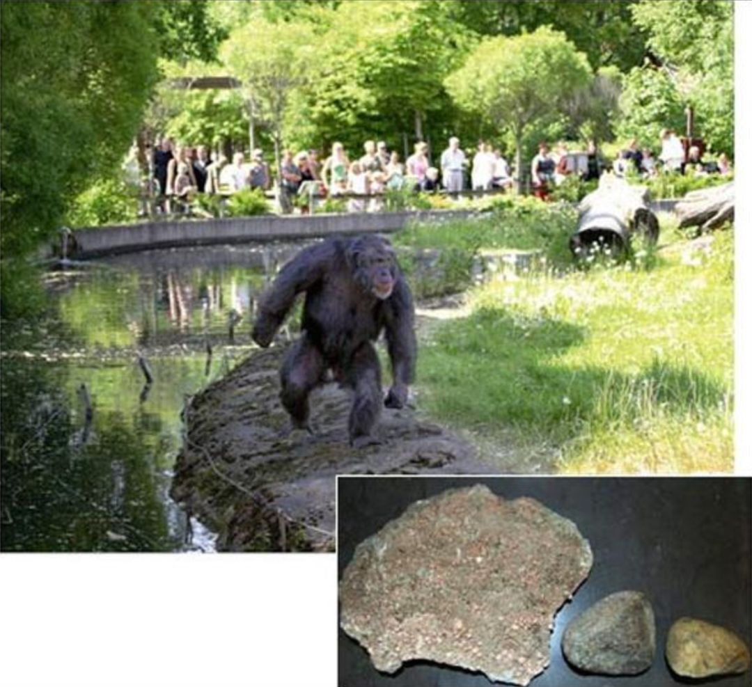 人是世界上最无聊的动物｜大象公会