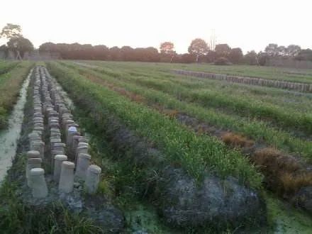 蒜黄韭黄、蒜苗蒜薹，难倒多少上街买菜的大老爷们