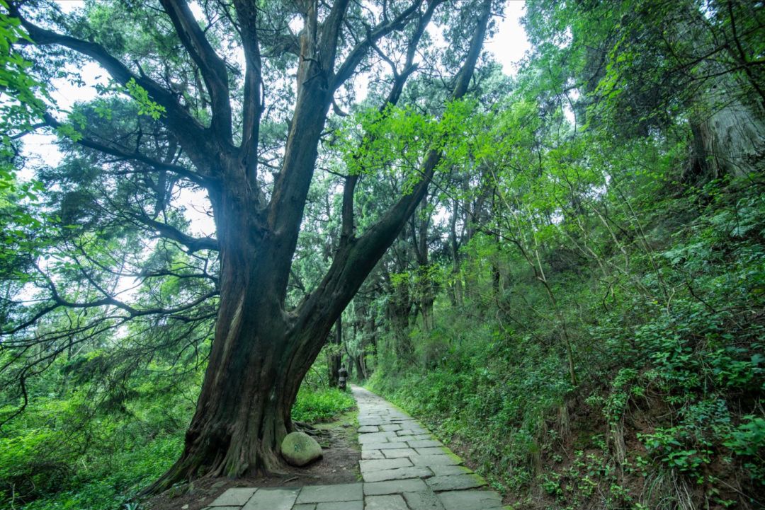 4_ 问道翠云廊 徜徉于苍天古柏之间 行走在蜿蜒青石古道上 静之于此