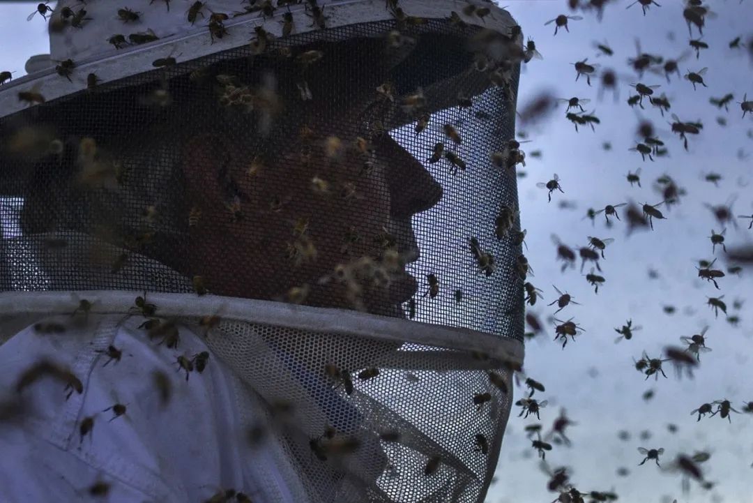 疫情中损失惨重的养蜂人自杀