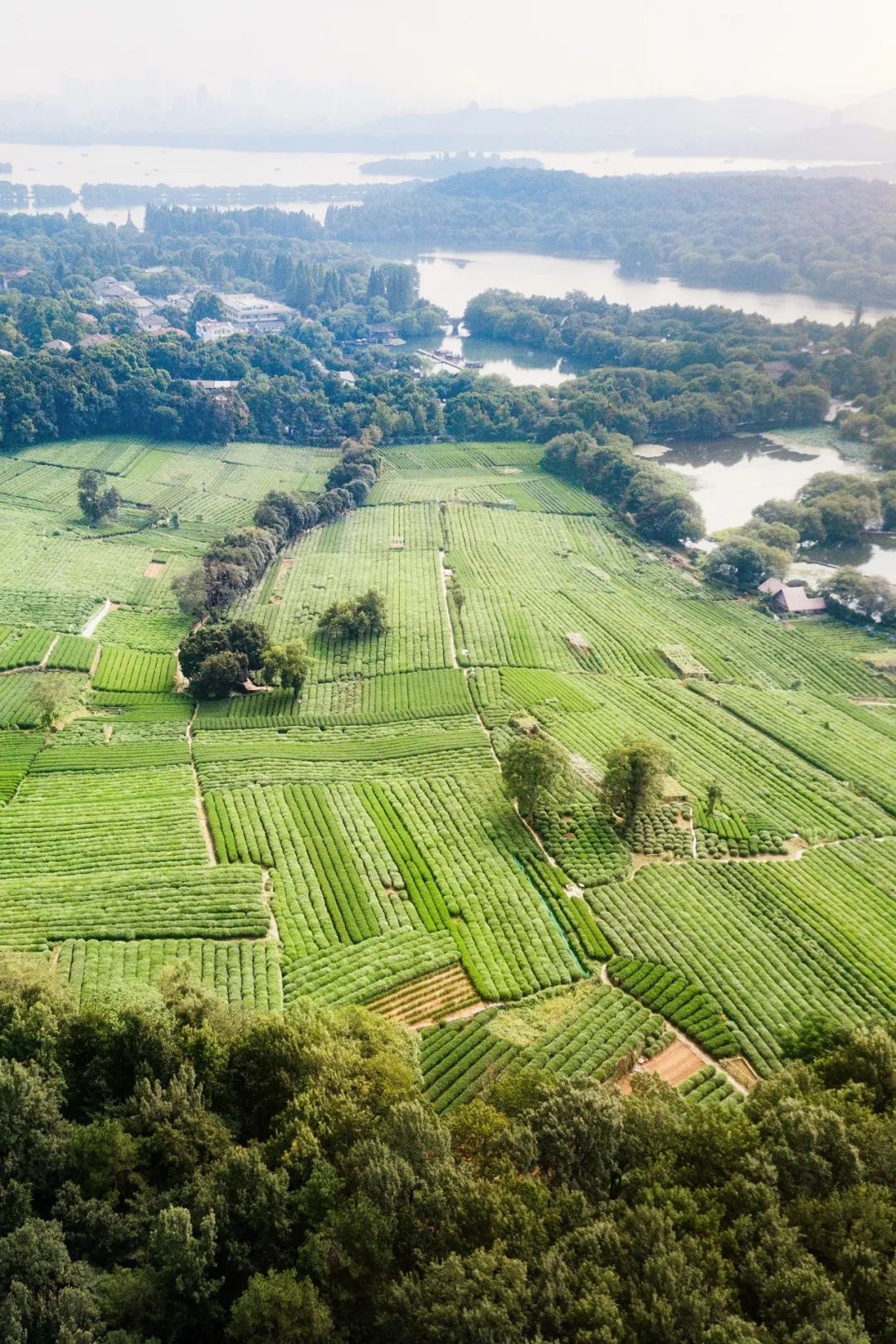为什么中年人对各种茶欲罢不能