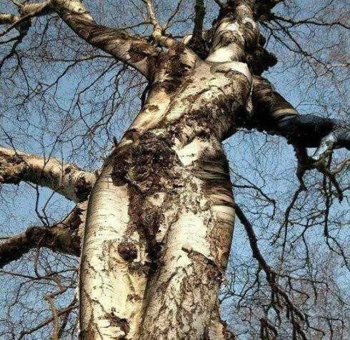 非洲"好色"食人树,四千多年来食人无数,专挑貌美女子下手!